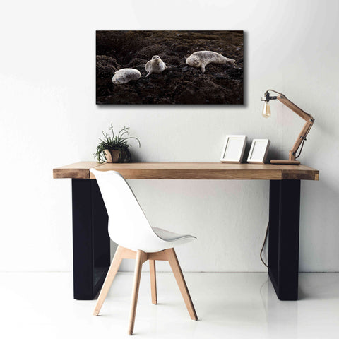 Image of 'Lounging Seals' by Thomas Haney, Giclee Canvas Wall Art,40 x 20