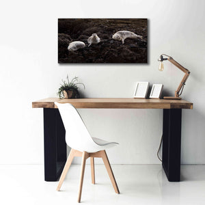 'Lounging Seals' by Thomas Haney, Giclee Canvas Wall Art,40 x 20