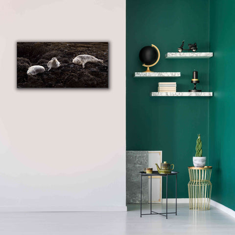 Image of 'Lounging Seals' by Thomas Haney, Giclee Canvas Wall Art,40 x 20