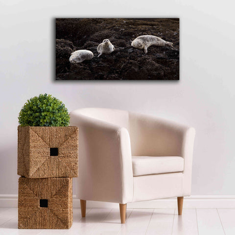 Image of 'Lounging Seals' by Thomas Haney, Giclee Canvas Wall Art,40 x 20