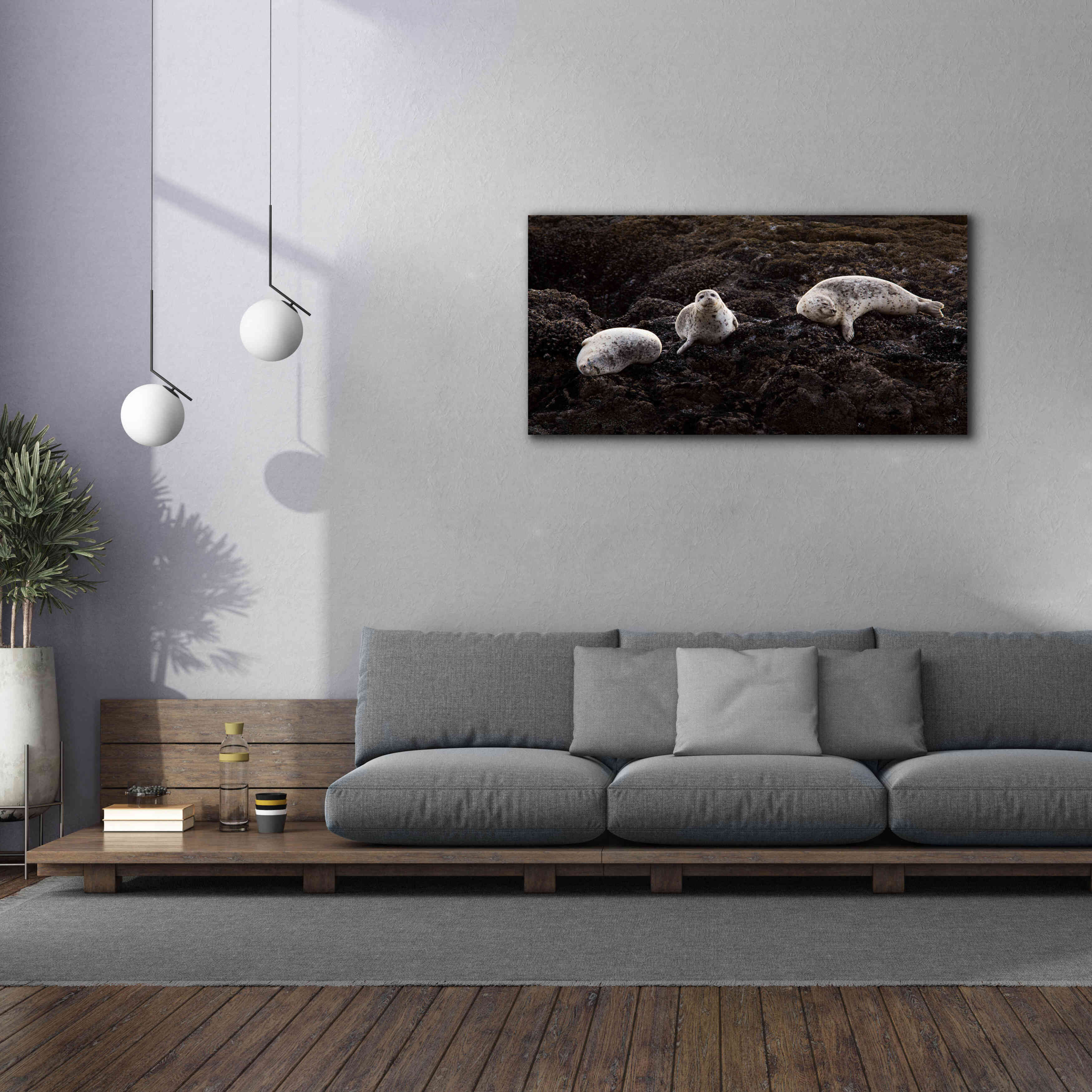 'Lounging Seals' by Thomas Haney, Giclee Canvas Wall Art,60 x 30
