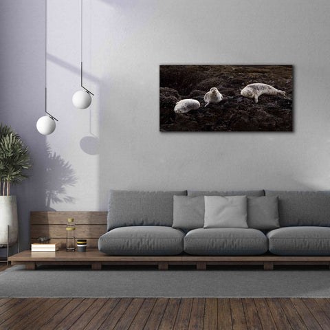 Image of 'Lounging Seals' by Thomas Haney, Giclee Canvas Wall Art,60 x 30