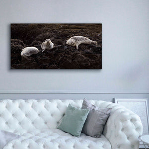 'Lounging Seals' by Thomas Haney, Giclee Canvas Wall Art,60 x 30
