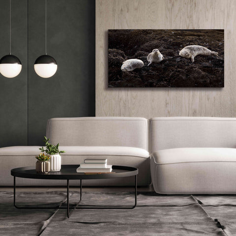 Image of 'Lounging Seals' by Thomas Haney, Giclee Canvas Wall Art,60 x 30