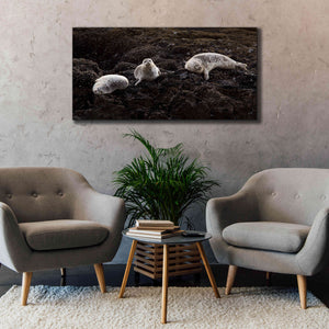 'Lounging Seals' by Thomas Haney, Giclee Canvas Wall Art,60 x 30