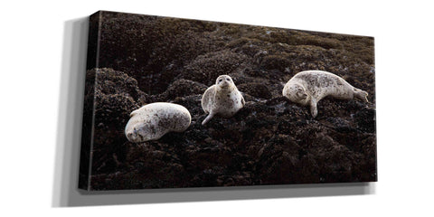 Image of 'Lounging Seals' by Thomas Haney, Giclee Canvas Wall Art