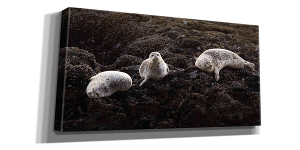 'Lounging Seals' by Thomas Haney, Giclee Canvas Wall Art