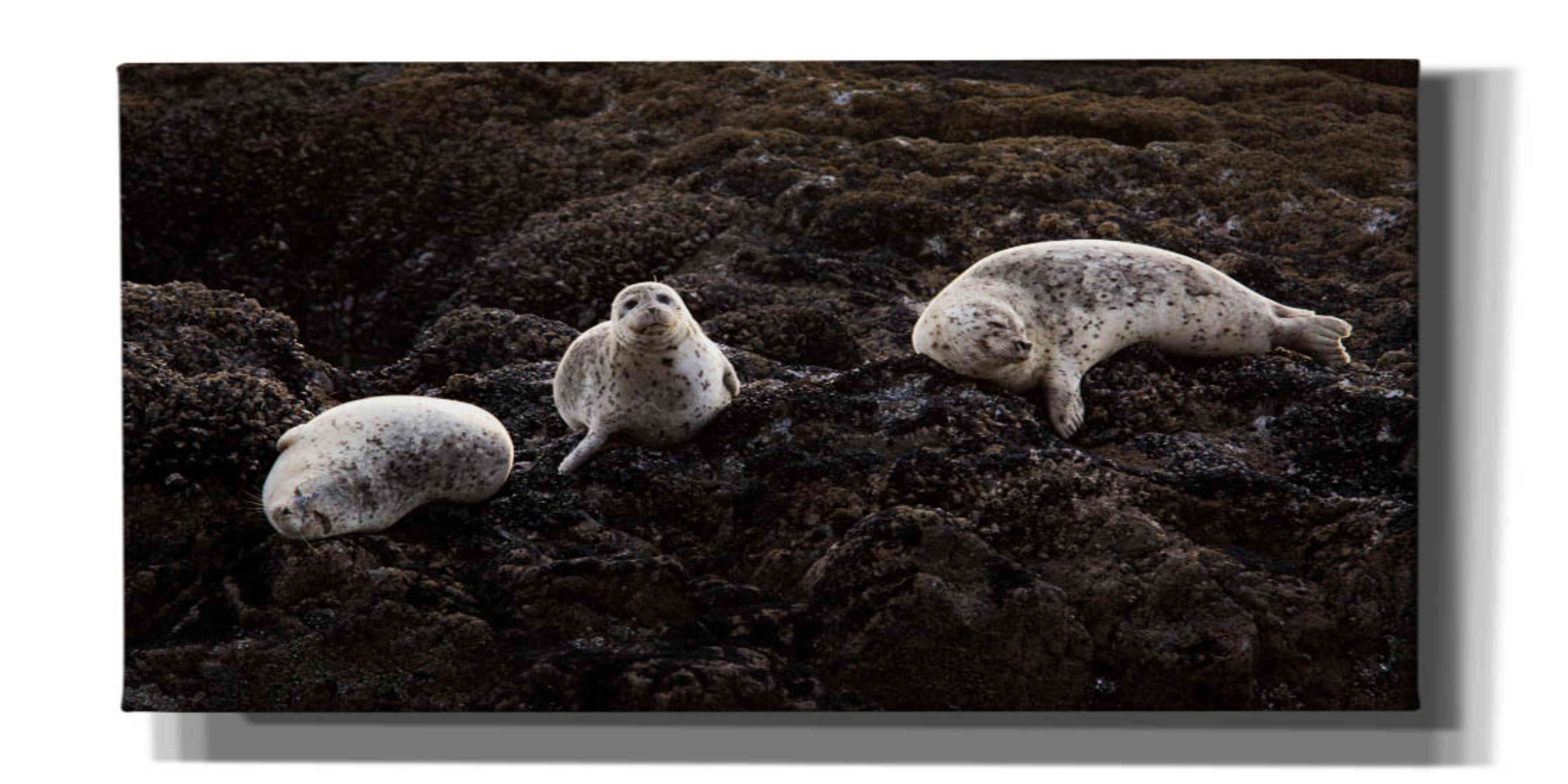 'Lounging Seals' by Thomas Haney, Giclee Canvas Wall Art