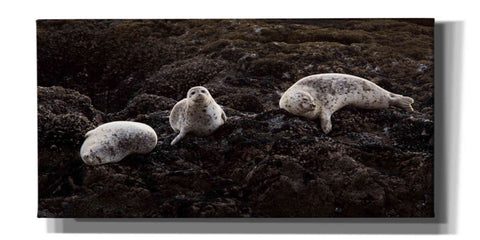 Image of 'Lounging Seals' by Thomas Haney, Giclee Canvas Wall Art