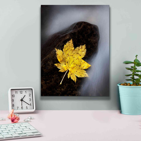 Image of 'Maple Leaf Stranded' by Thomas Haney, Giclee Canvas Wall Art,12 x 16