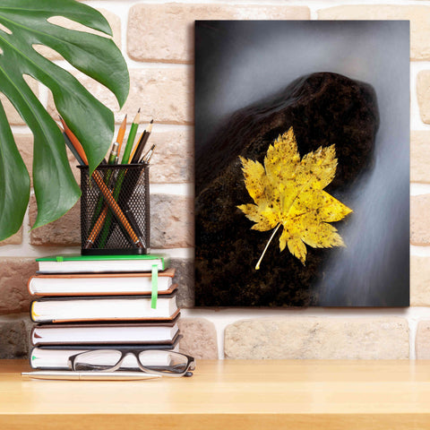 Image of 'Maple Leaf Stranded' by Thomas Haney, Giclee Canvas Wall Art,12 x 16