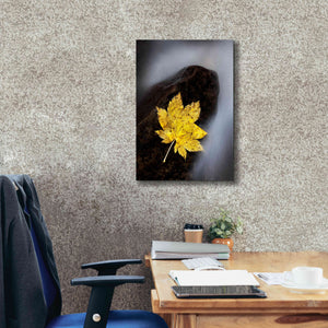 'Maple Leaf Stranded' by Thomas Haney, Giclee Canvas Wall Art,18 x 26