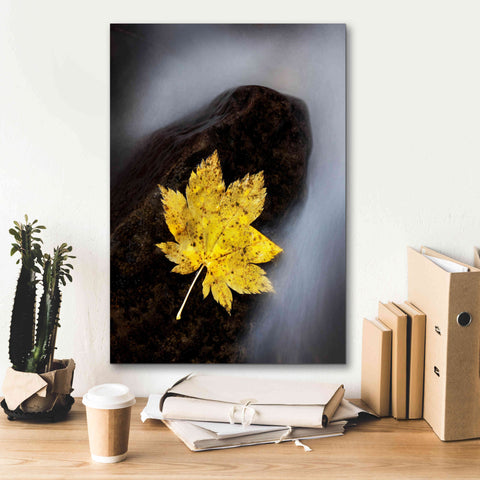 Image of 'Maple Leaf Stranded' by Thomas Haney, Giclee Canvas Wall Art,18 x 26