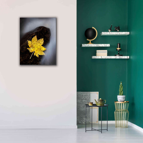 Image of 'Maple Leaf Stranded' by Thomas Haney, Giclee Canvas Wall Art,26 x 34