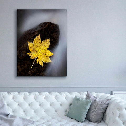 Image of 'Maple Leaf Stranded' by Thomas Haney, Giclee Canvas Wall Art,40 x 54