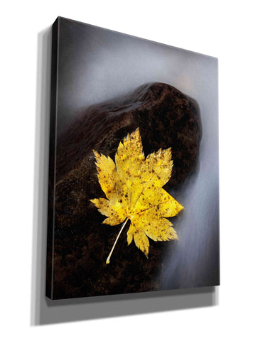 Image of 'Maple Leaf Stranded' by Thomas Haney, Giclee Canvas Wall Art
