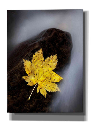Image of 'Maple Leaf Stranded' by Thomas Haney, Giclee Canvas Wall Art