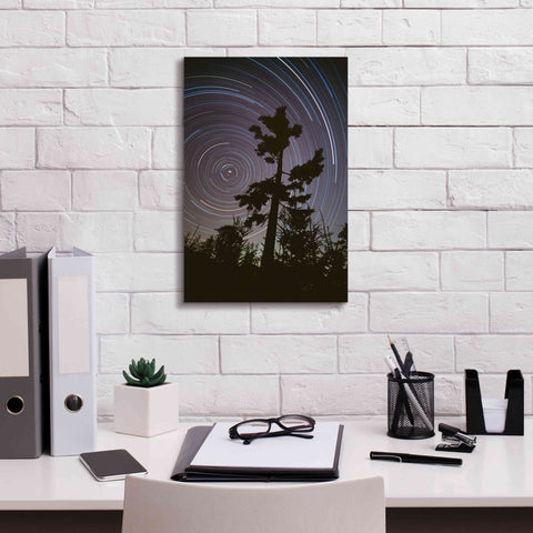 Image of 'Polaris Pine' by Thomas Haney, Giclee Canvas Wall Art,12 x 18