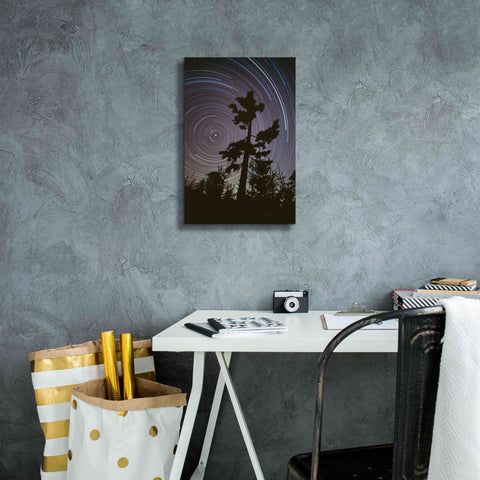 Image of 'Polaris Pine' by Thomas Haney, Giclee Canvas Wall Art,12 x 18