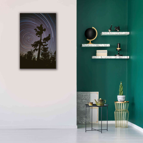 Image of 'Polaris Pine' by Thomas Haney, Giclee Canvas Wall Art,26 x 40