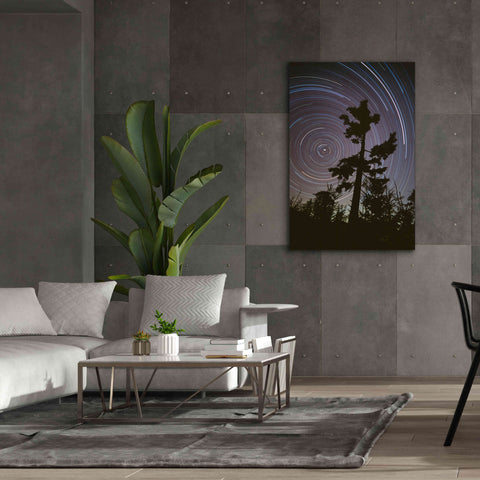 Image of 'Polaris Pine' by Thomas Haney, Giclee Canvas Wall Art,40 x 60