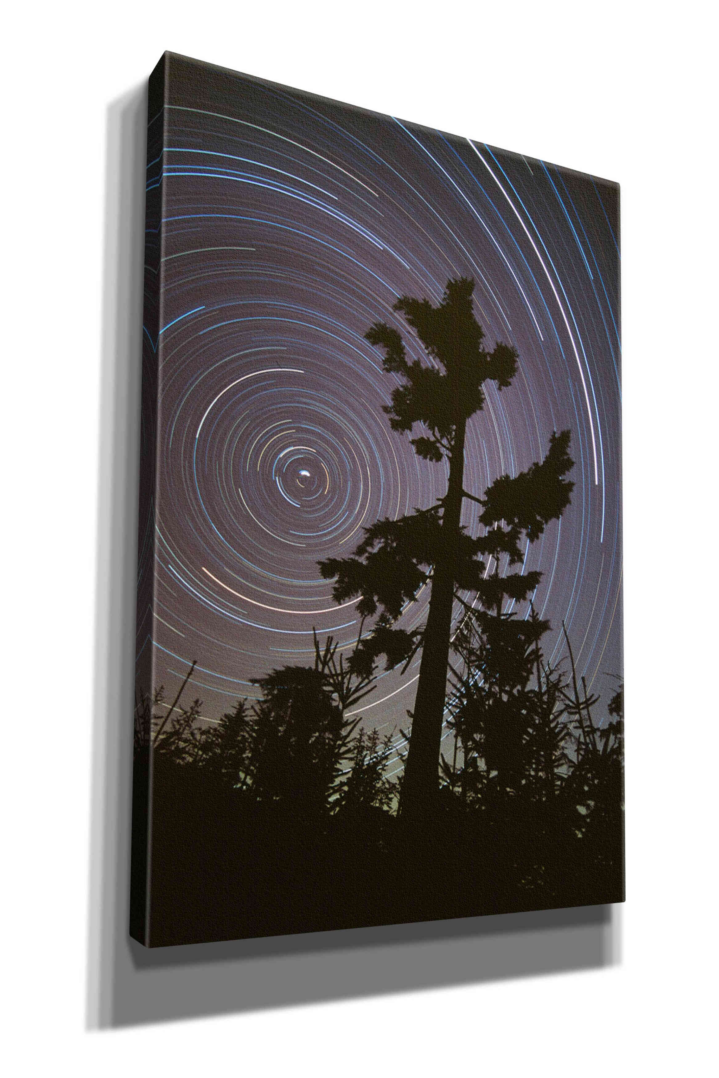 'Polaris Pine' by Thomas Haney, Giclee Canvas Wall Art