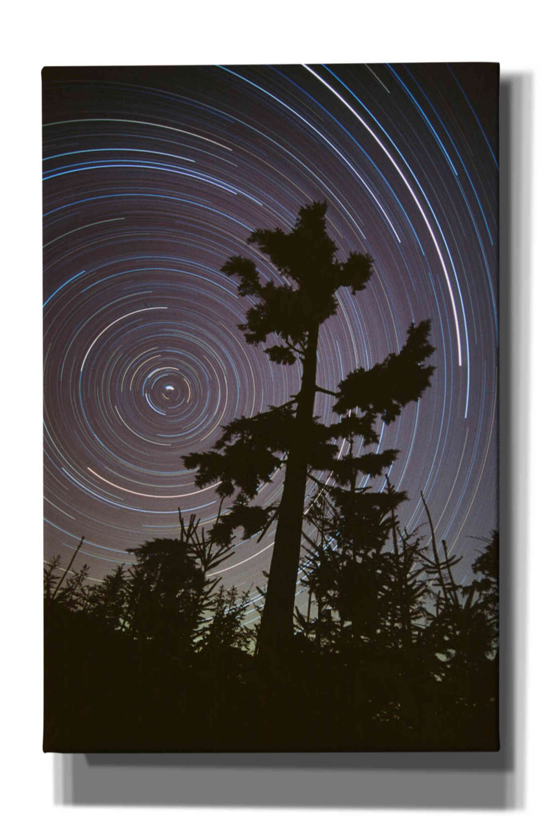 'Polaris Pine' by Thomas Haney, Giclee Canvas Wall Art