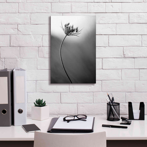 Image of 'Queen Anne's B&W' by Thomas Haney, Giclee Canvas Wall Art,12 x 18