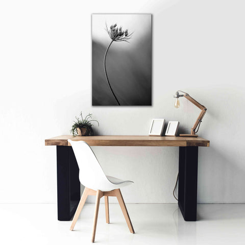 Image of 'Queen Anne's B&W' by Thomas Haney, Giclee Canvas Wall Art,26 x 40