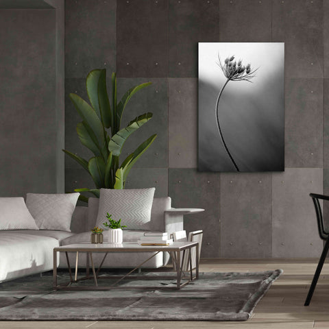 Image of 'Queen Anne's B&W' by Thomas Haney, Giclee Canvas Wall Art,40 x 60
