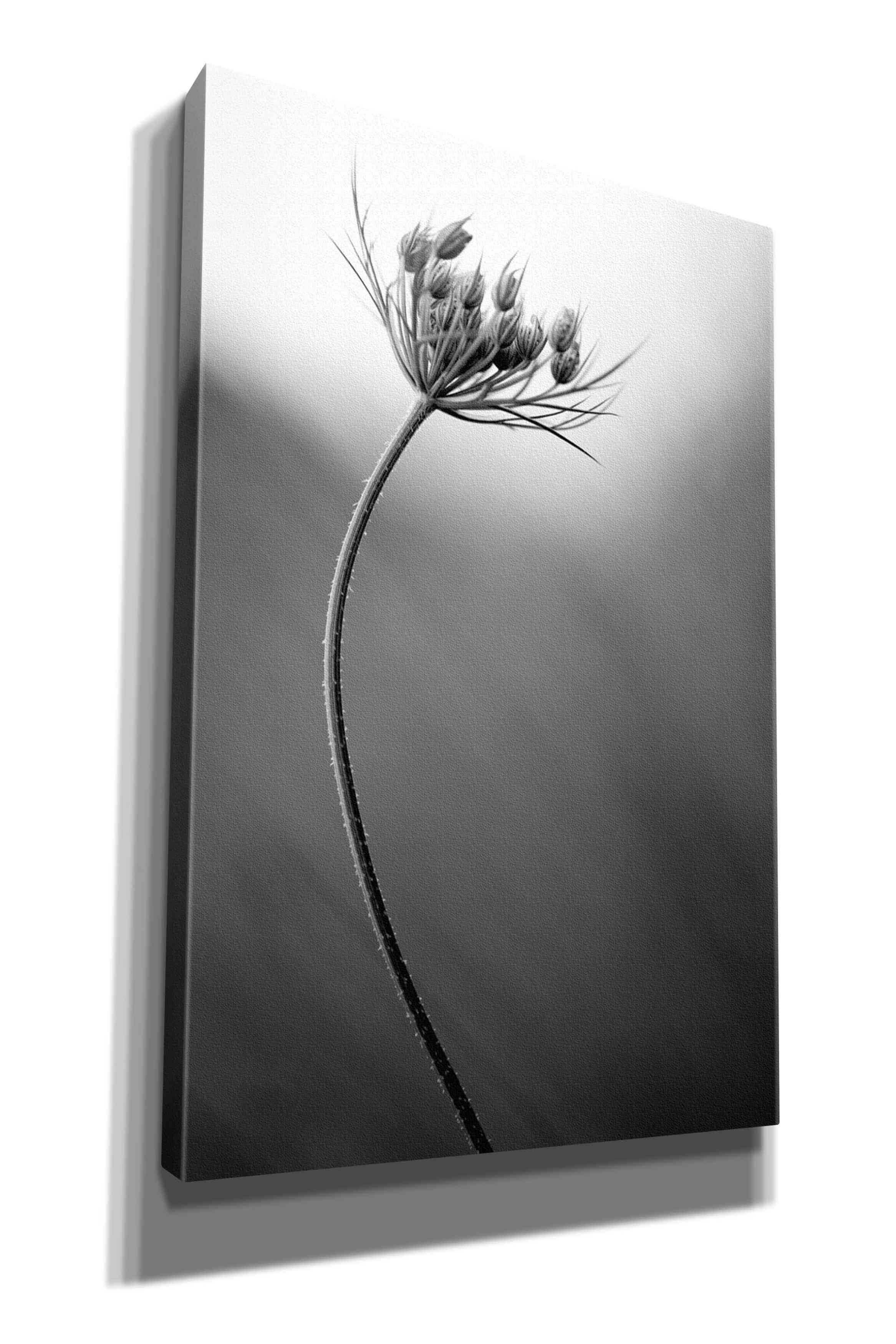 'Queen Anne's B&W' by Thomas Haney, Giclee Canvas Wall Art