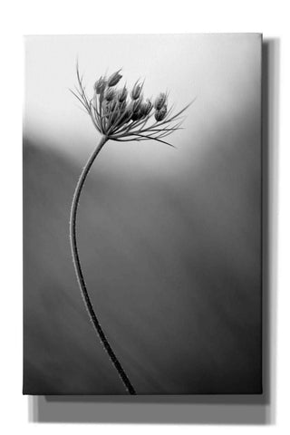 Image of 'Queen Anne's B&W' by Thomas Haney, Giclee Canvas Wall Art