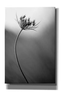 'Queen Anne's B&W' by Thomas Haney, Giclee Canvas Wall Art