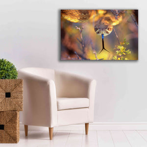 'Rattle' by Thomas Haney, Giclee Canvas Wall Art,40 x 26