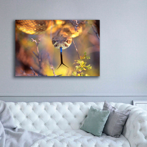 Image of 'Rattle' by Thomas Haney, Giclee Canvas Wall Art,60 x 40