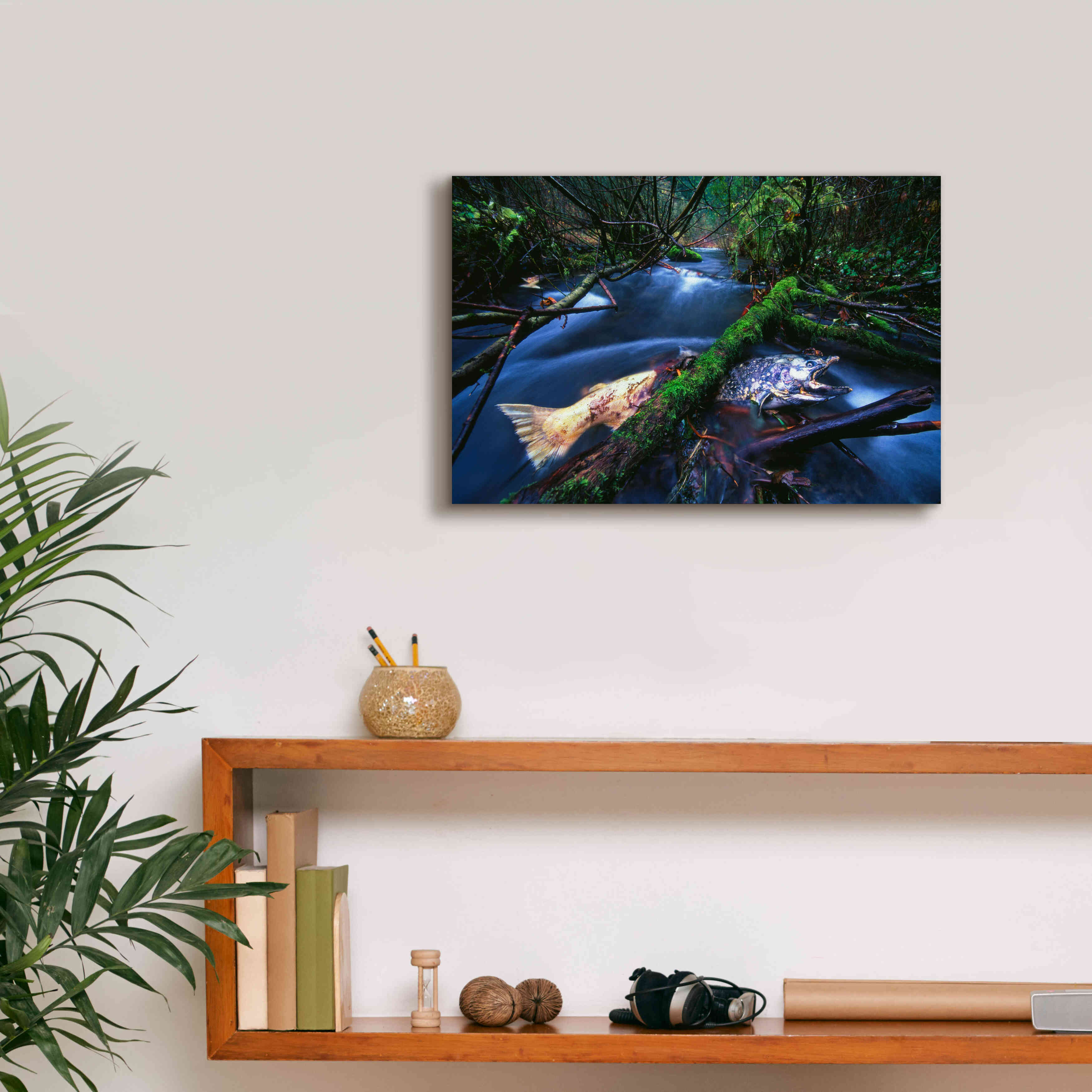 'Salmon Trapped' by Thomas Haney, Giclee Canvas Wall Art,18 x 12