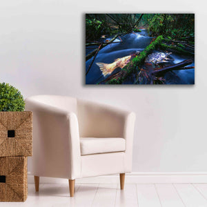 'Salmon Trapped' by Thomas Haney, Giclee Canvas Wall Art,40 x 26