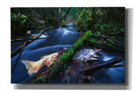 'Salmon Trapped' by Thomas Haney, Giclee Canvas Wall Art