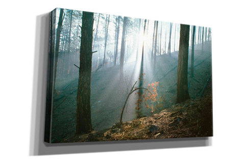 Image of 'Smoke Forest' by Thomas Haney, Giclee Canvas Wall Art