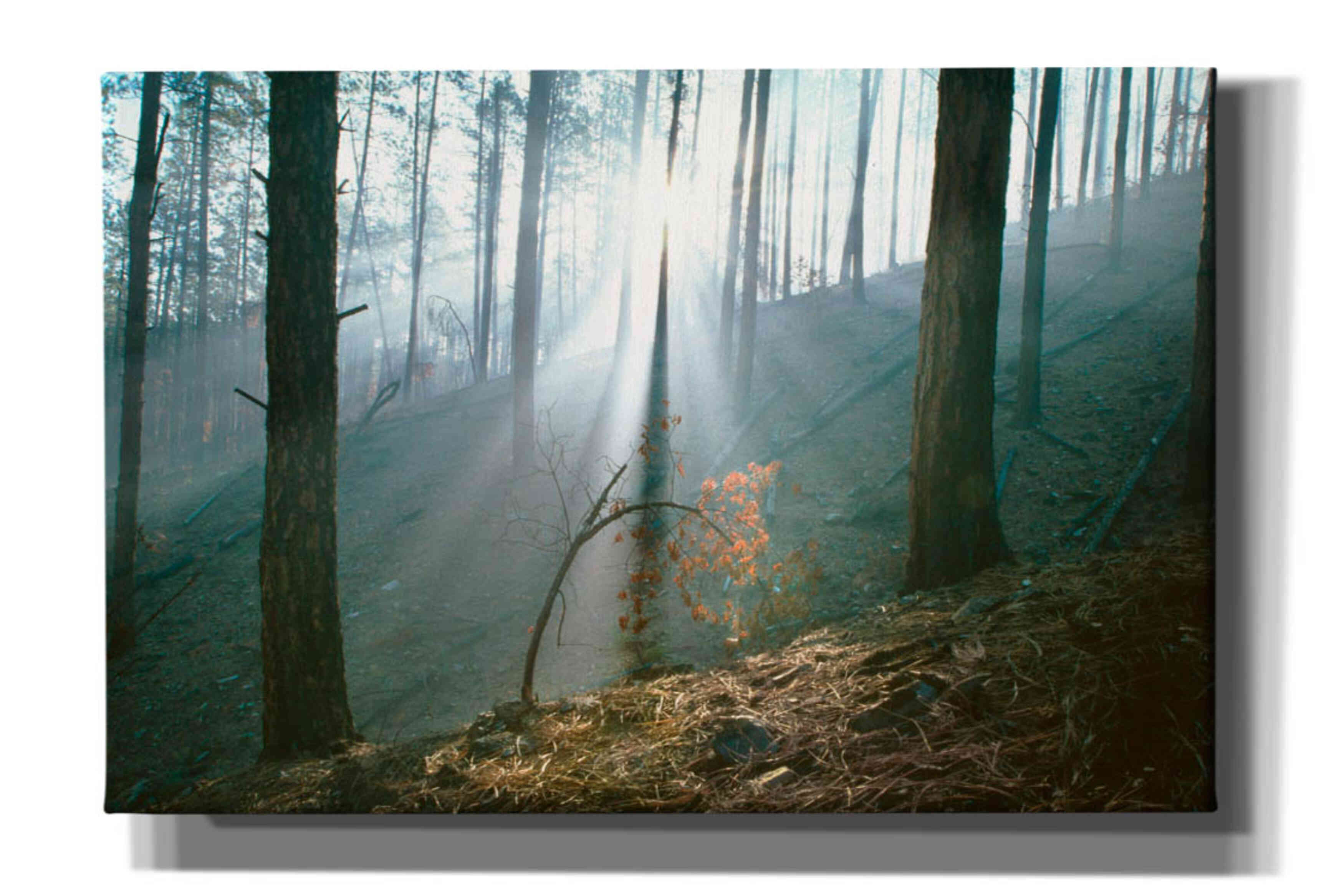 'Smoke Forest' by Thomas Haney, Giclee Canvas Wall Art