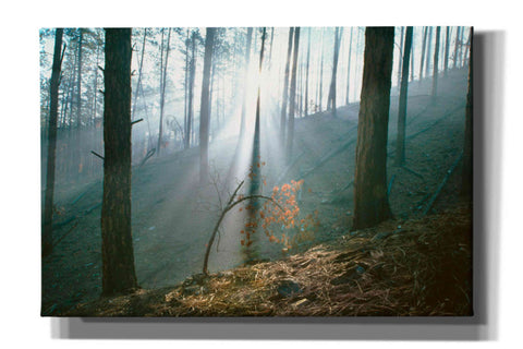 Image of 'Smoke Forest' by Thomas Haney, Giclee Canvas Wall Art