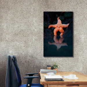 'Starfish Reflection 2' by Thomas Haney, Giclee Canvas Wall Art,26 x 40