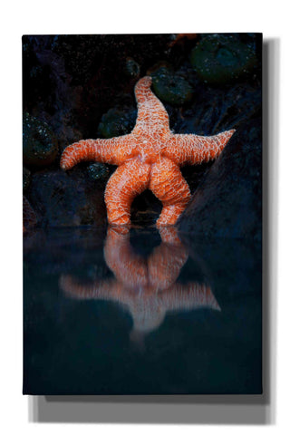 Image of 'Starfish Reflection 2' by Thomas Haney, Giclee Canvas Wall Art