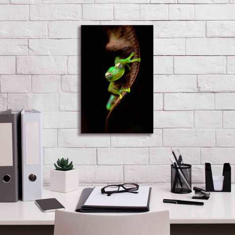 Image of 'Frog Portrait' by Thomas Haney, Giclee Canvas Wall Art,12 x 18