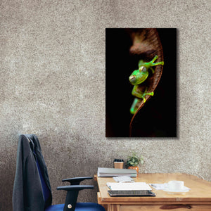 'Frog Portrait' by Thomas Haney, Giclee Canvas Wall Art,26 x 40