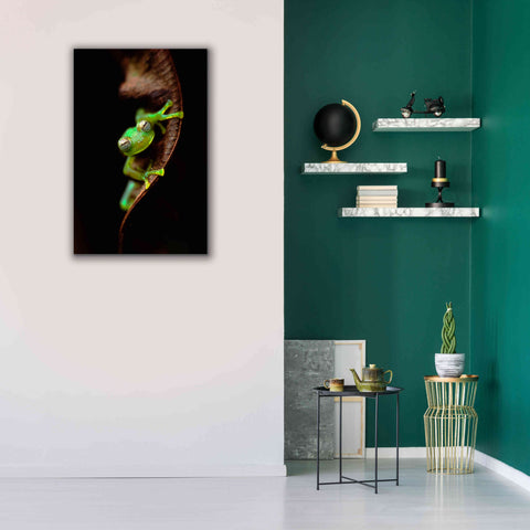 Image of 'Frog Portrait' by Thomas Haney, Giclee Canvas Wall Art,26 x 40
