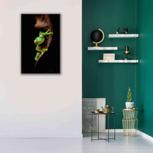 'Frog Portrait' by Thomas Haney, Giclee Canvas Wall Art,26 x 40