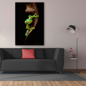 'Frog Portrait' by Thomas Haney, Giclee Canvas Wall Art,40 x 60