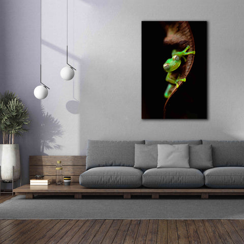 Image of 'Frog Portrait' by Thomas Haney, Giclee Canvas Wall Art,40 x 60