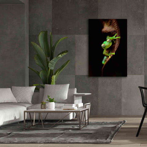 Image of 'Frog Portrait' by Thomas Haney, Giclee Canvas Wall Art,40 x 60
